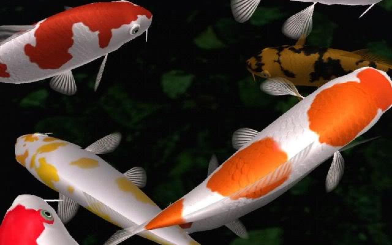 Animals For > Japanese Koi Fish Wallpaper