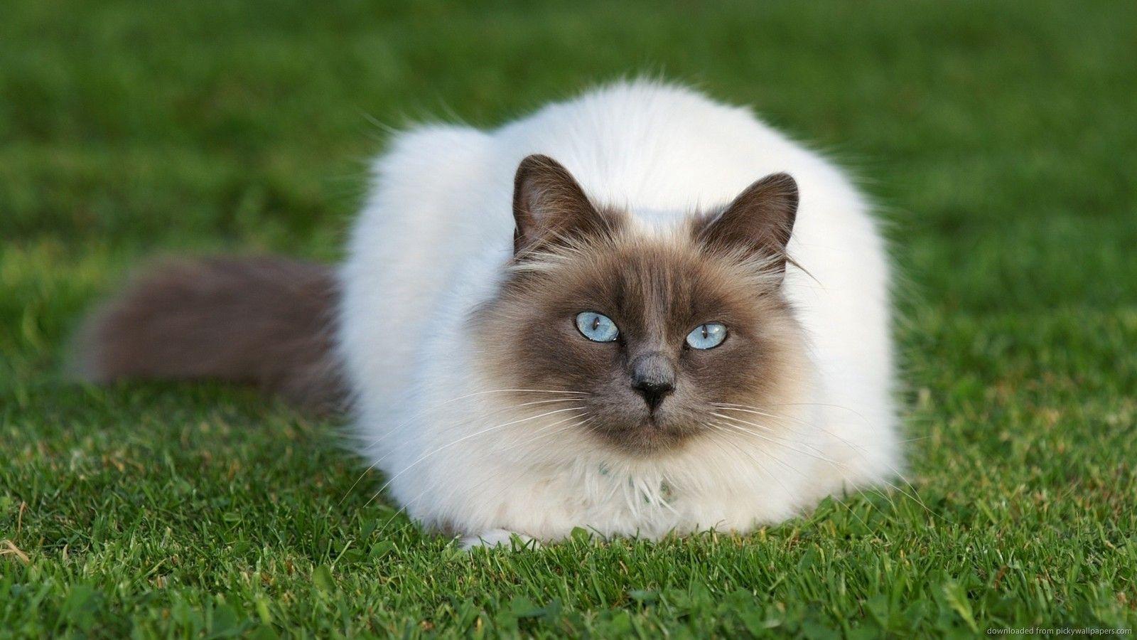 Download 1600x900 Siamese Cat On A Lawn Wallpaper