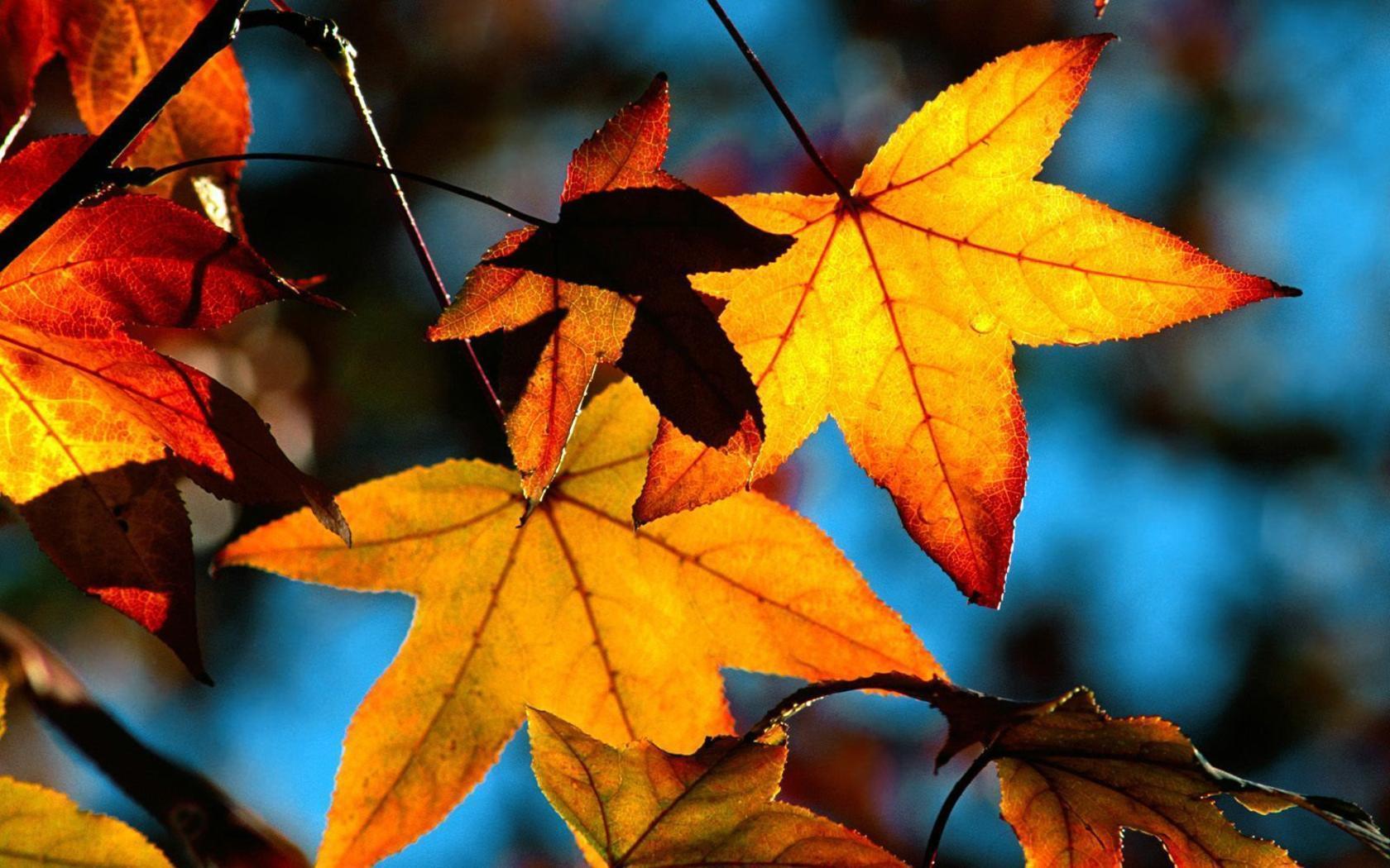 Autumn Leaves Desktop Wallpaper. Autumn Leaves Photo. Cool