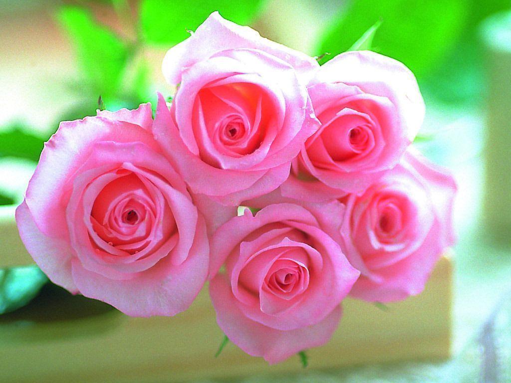 Pink roses picture download Wallpaper Designs