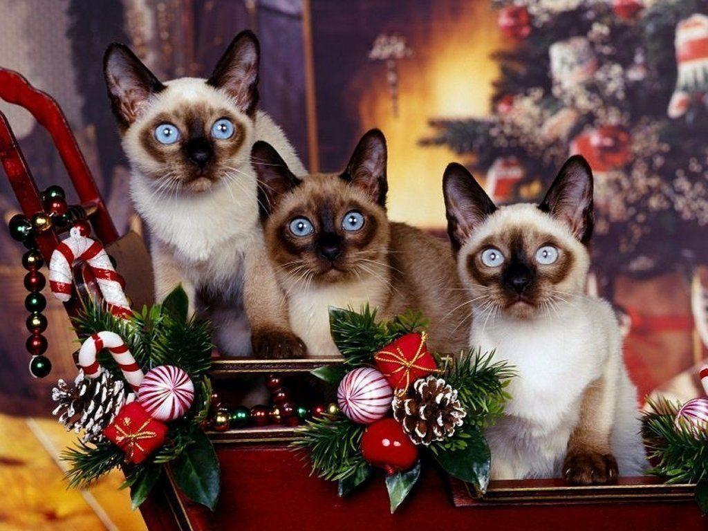 Pix For > Christmas Kitten Wallpaper