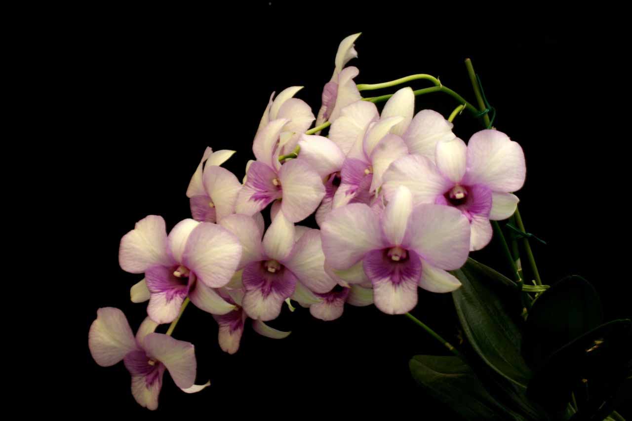 Purple And White Orchid Flower Wallpaper Wallpaper