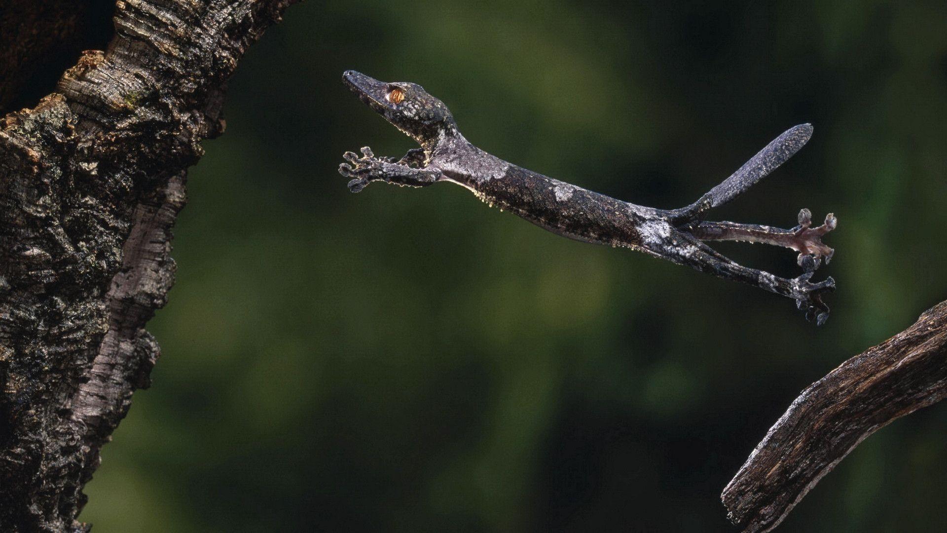 Gecko Lizard Jumping on a Tree Branch widescreen wallpaper. Wide