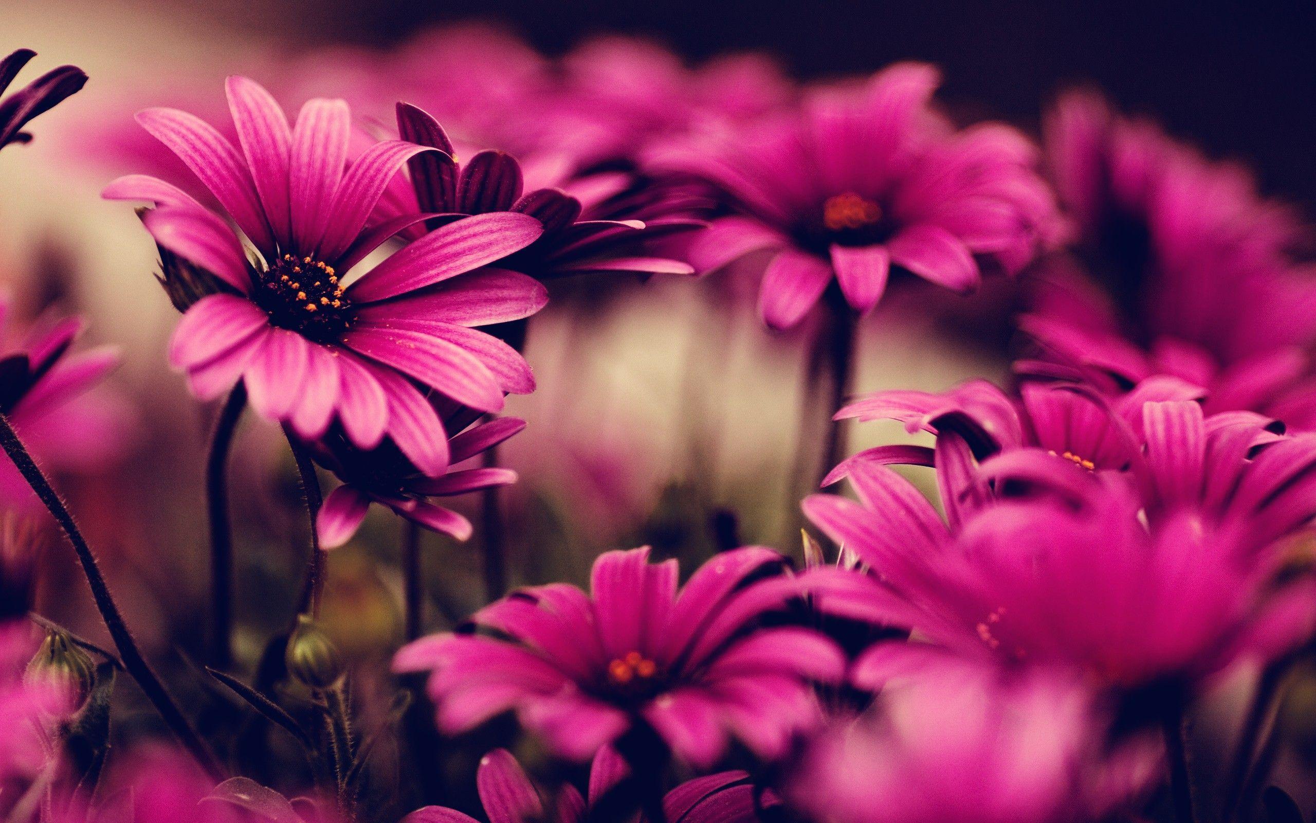 Flowers For > Pink Flower Wallpaper For Desktop Background