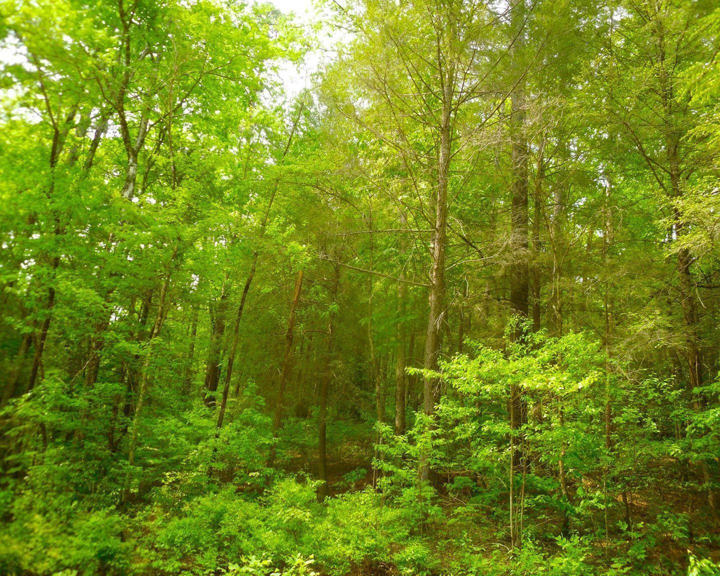 Forest Green Wallpapers Wallpaper Cave