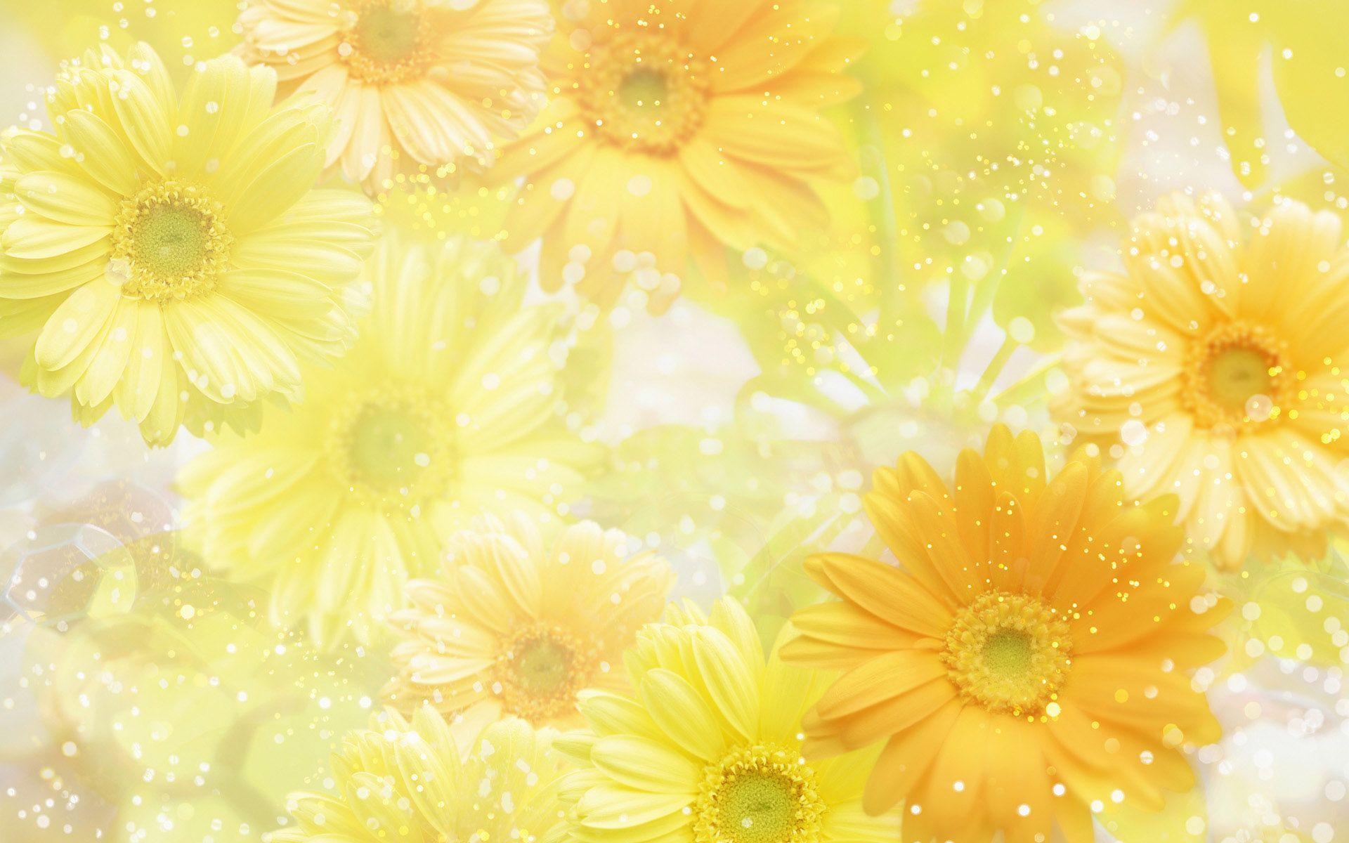 image For > Yellow Spring Flowers Background
