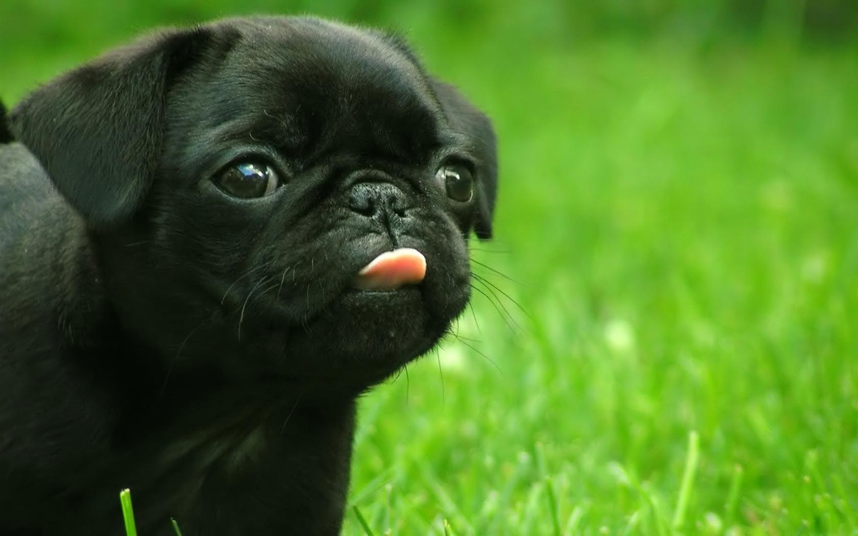 Black Pug photo and wallpaper. Beautiful Black Pug picture
