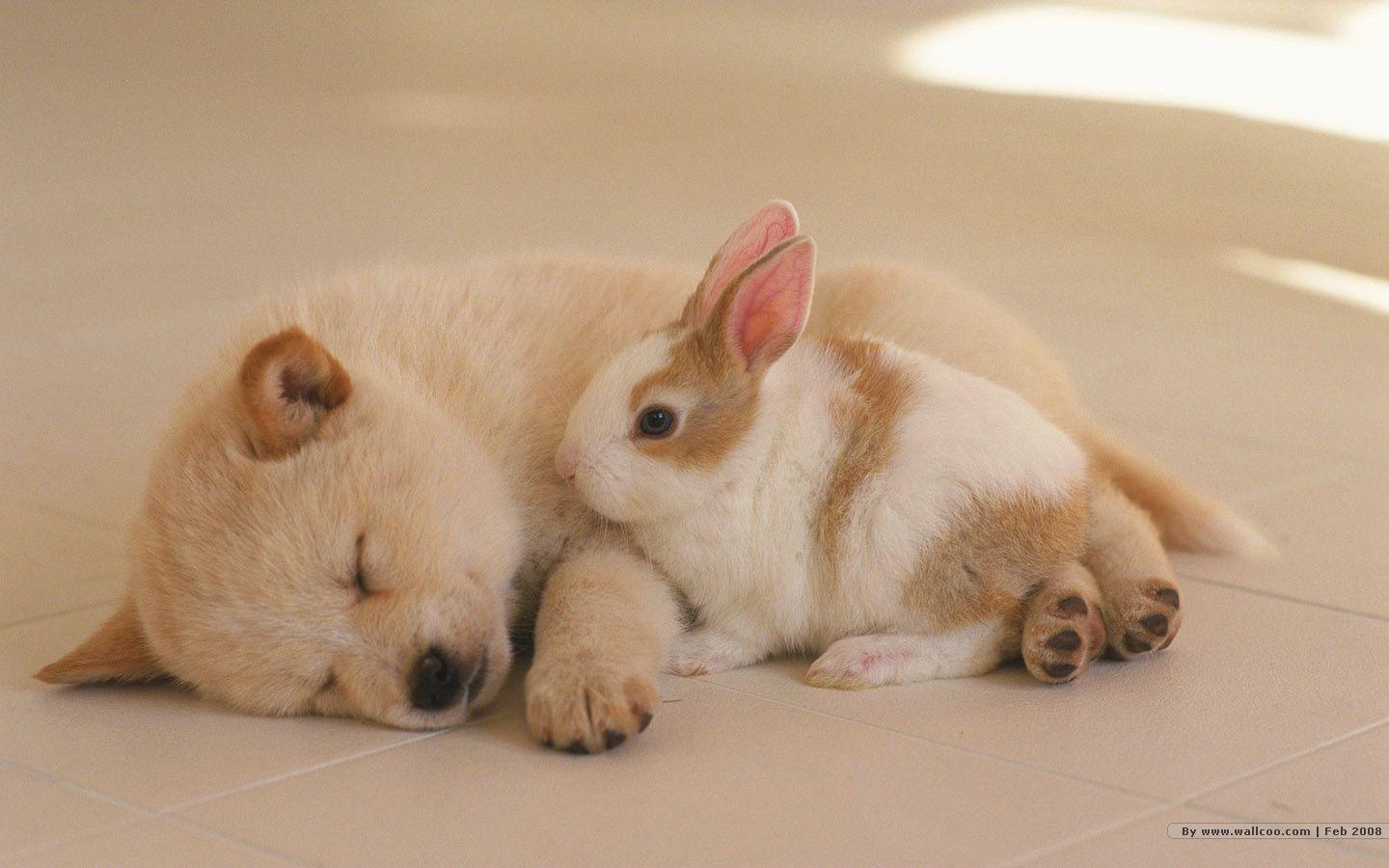 1440*900 Lovely Puppy wallpaper / Lovely Puppies Photo 1440x900