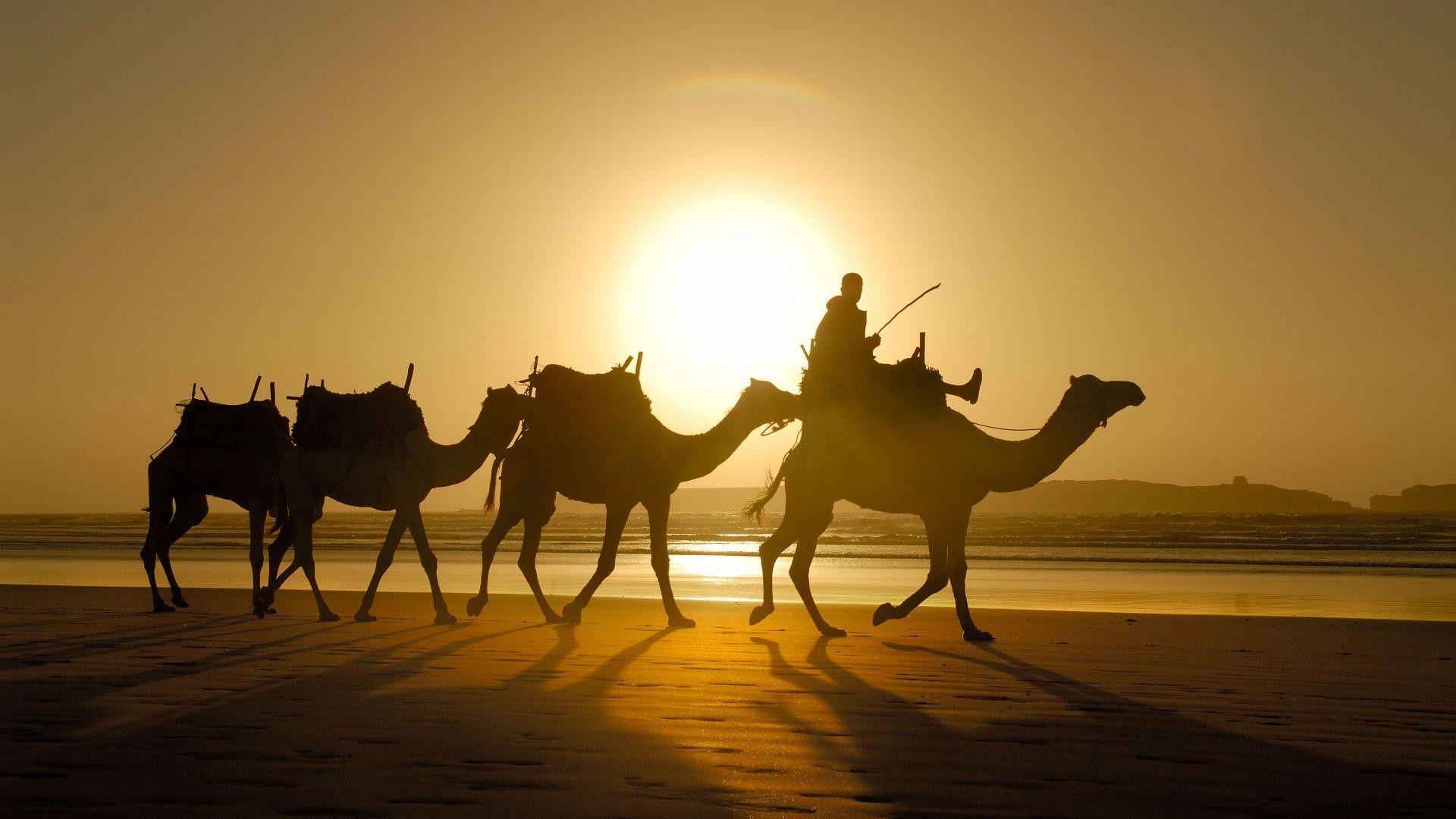 Sand camels Morocco wallpaperx1080