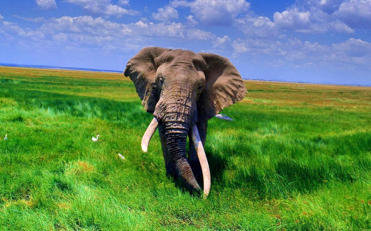 Image result for african elephant wallpaper