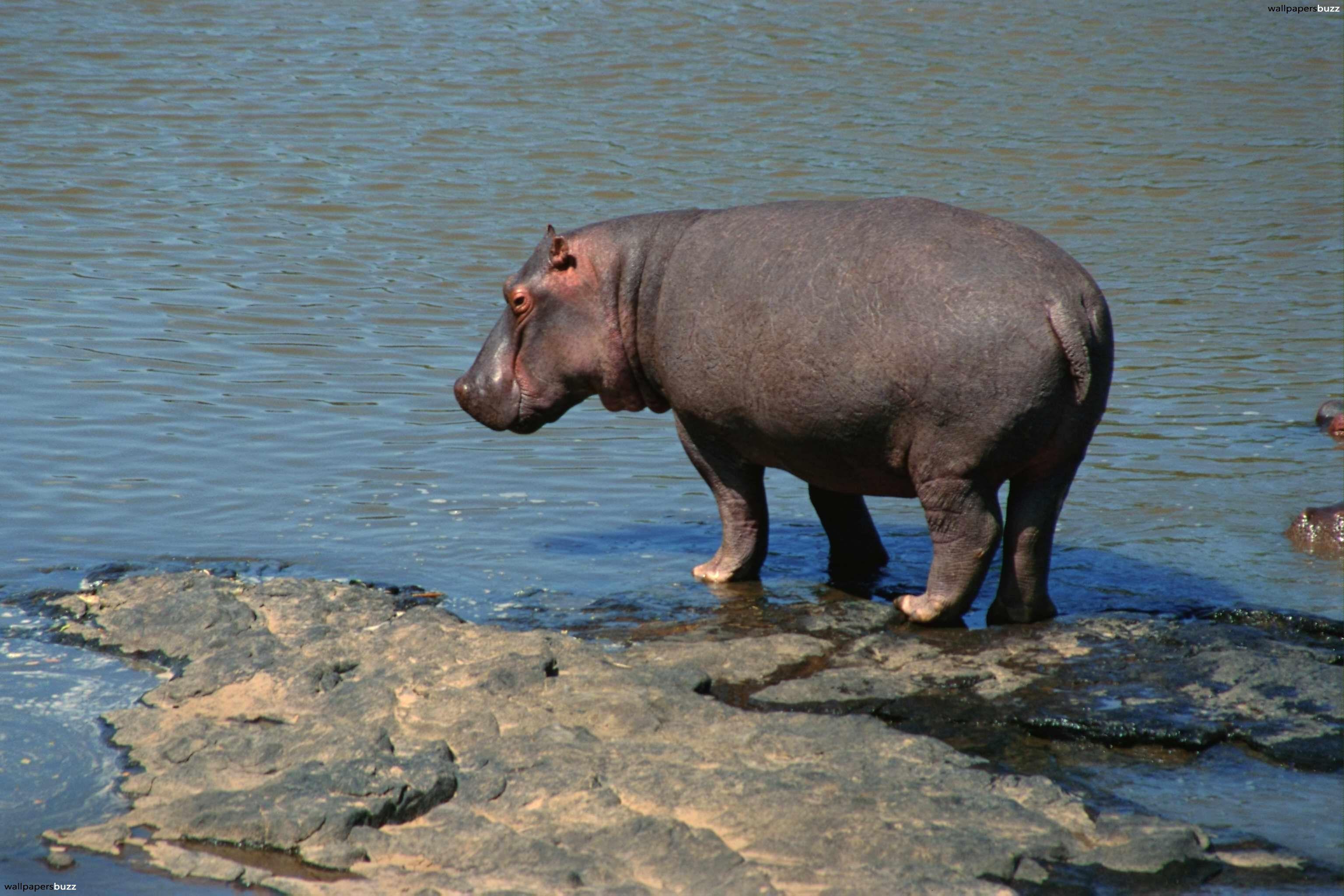 Hippopotamus HD Wallpaper