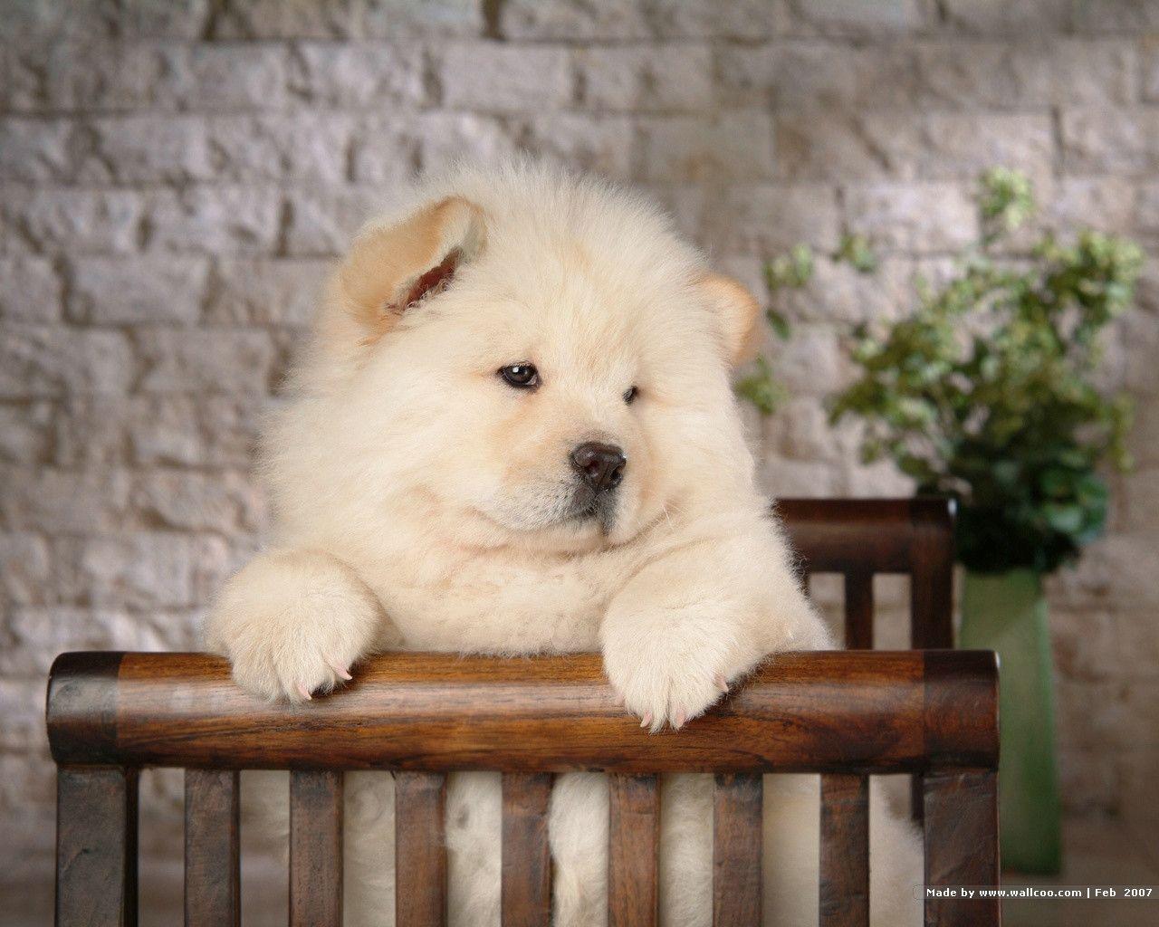 Chow Chow pc wallpaper