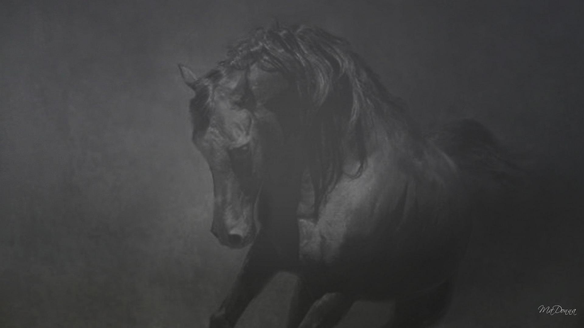 Equestrian HD Desktop Wallpaper for Widescreen, High Definition