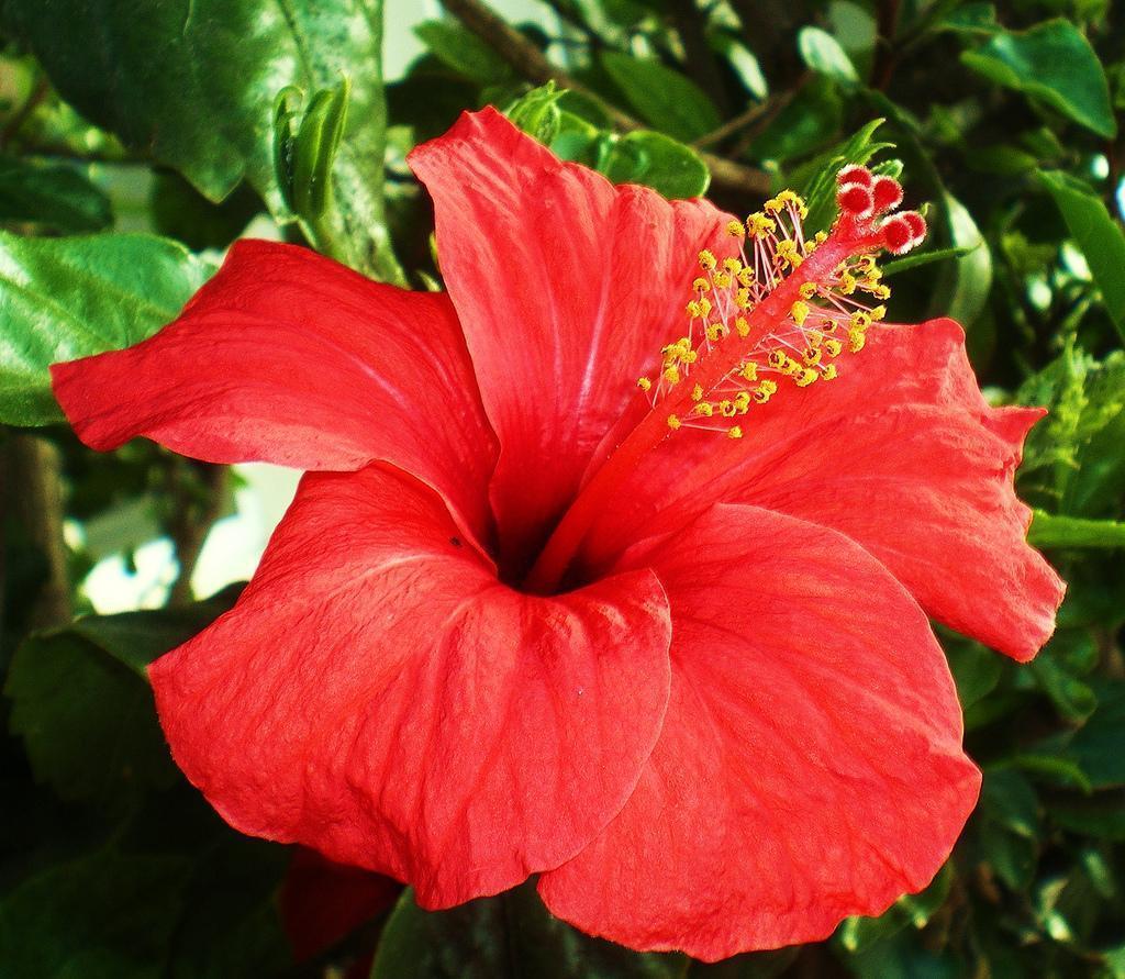 Red Hibiscus Flower Picture. Flower Meanings, Picture and Photo