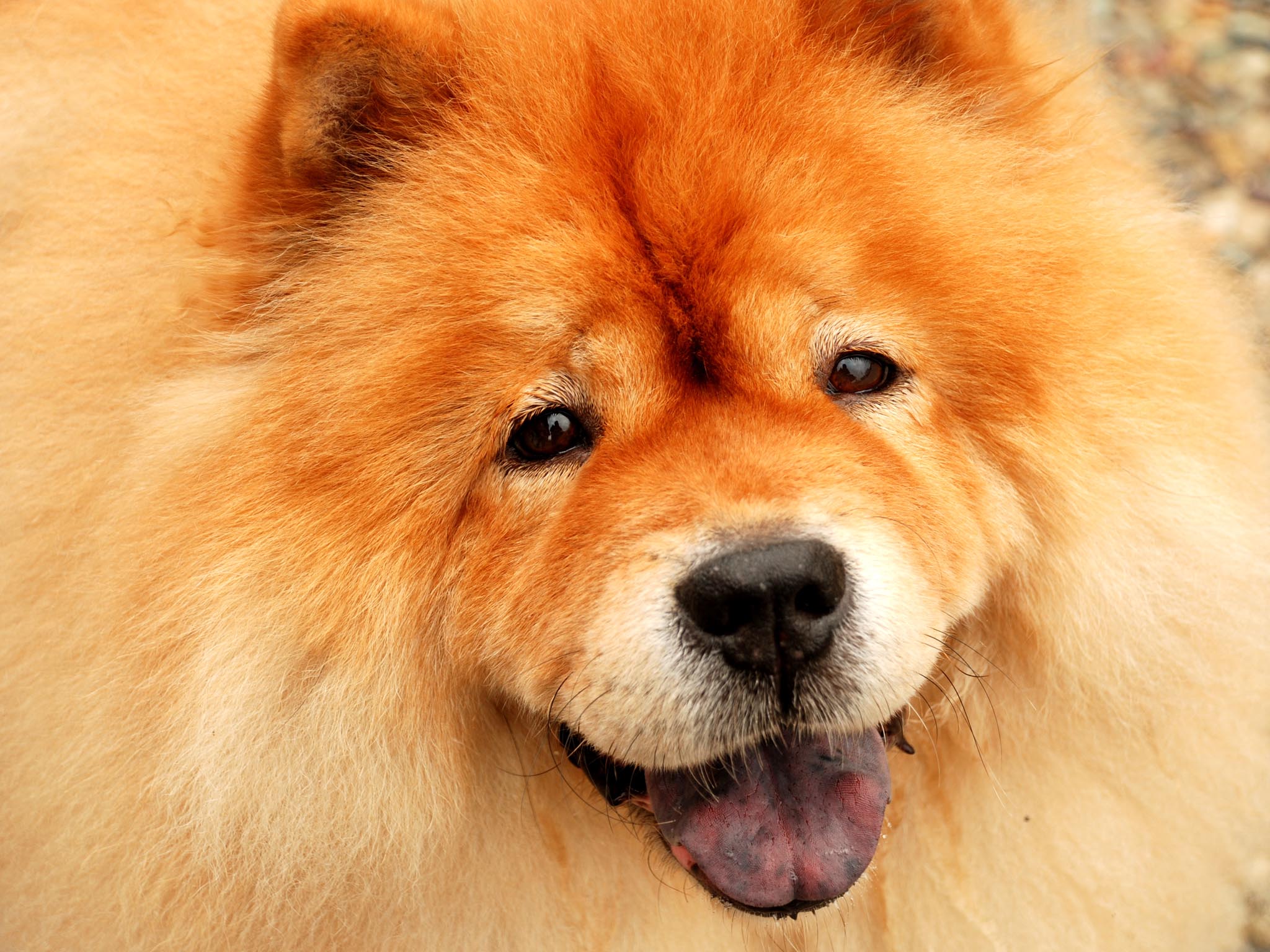 Chow Chow Wallpapers - Wallpaper Cave