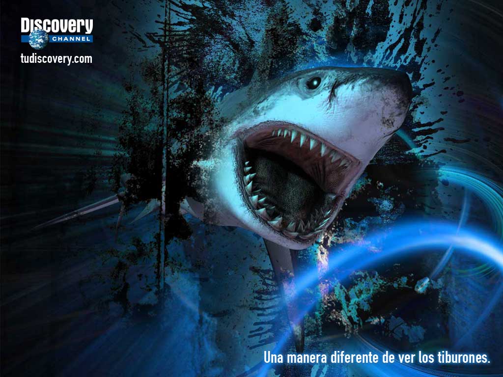 Discovery Channel Logo Wallpaper