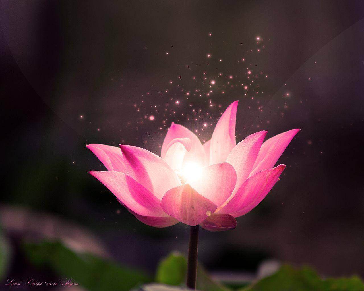 lotus flower image free