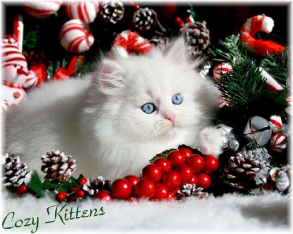 Cute Christmas Kitten Wallpaper. Free Christian Wallpaper