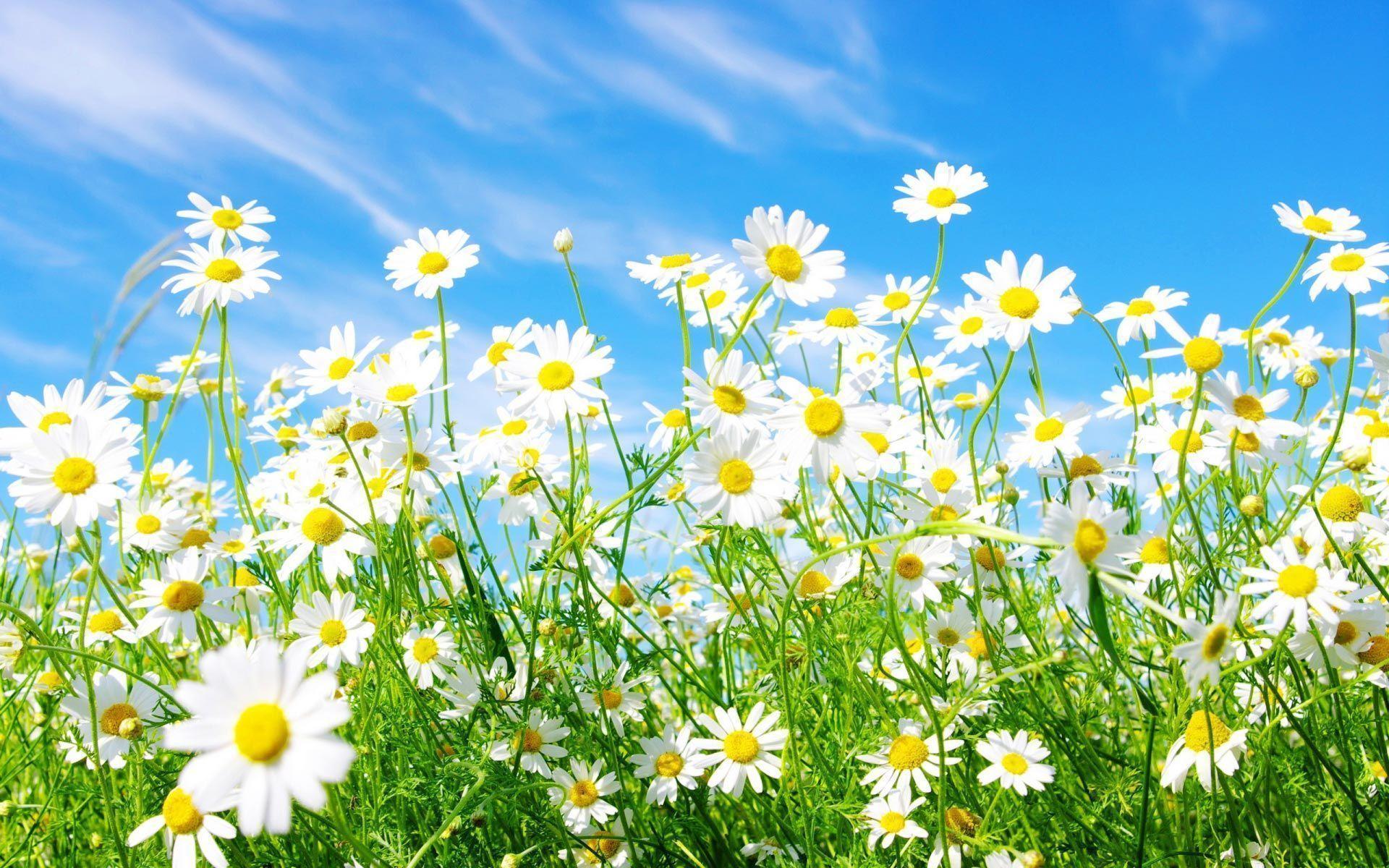 Spring Daisy Background in Landscape