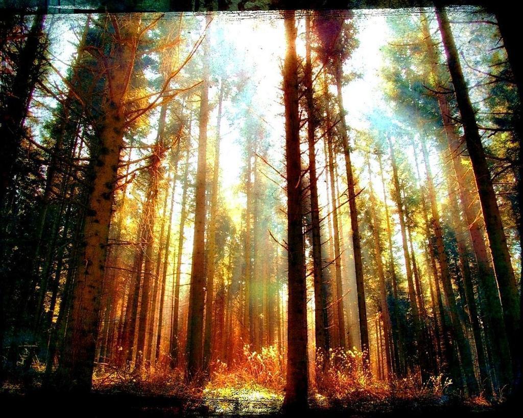 Sunlight Woods Wallpaper and Picture Items