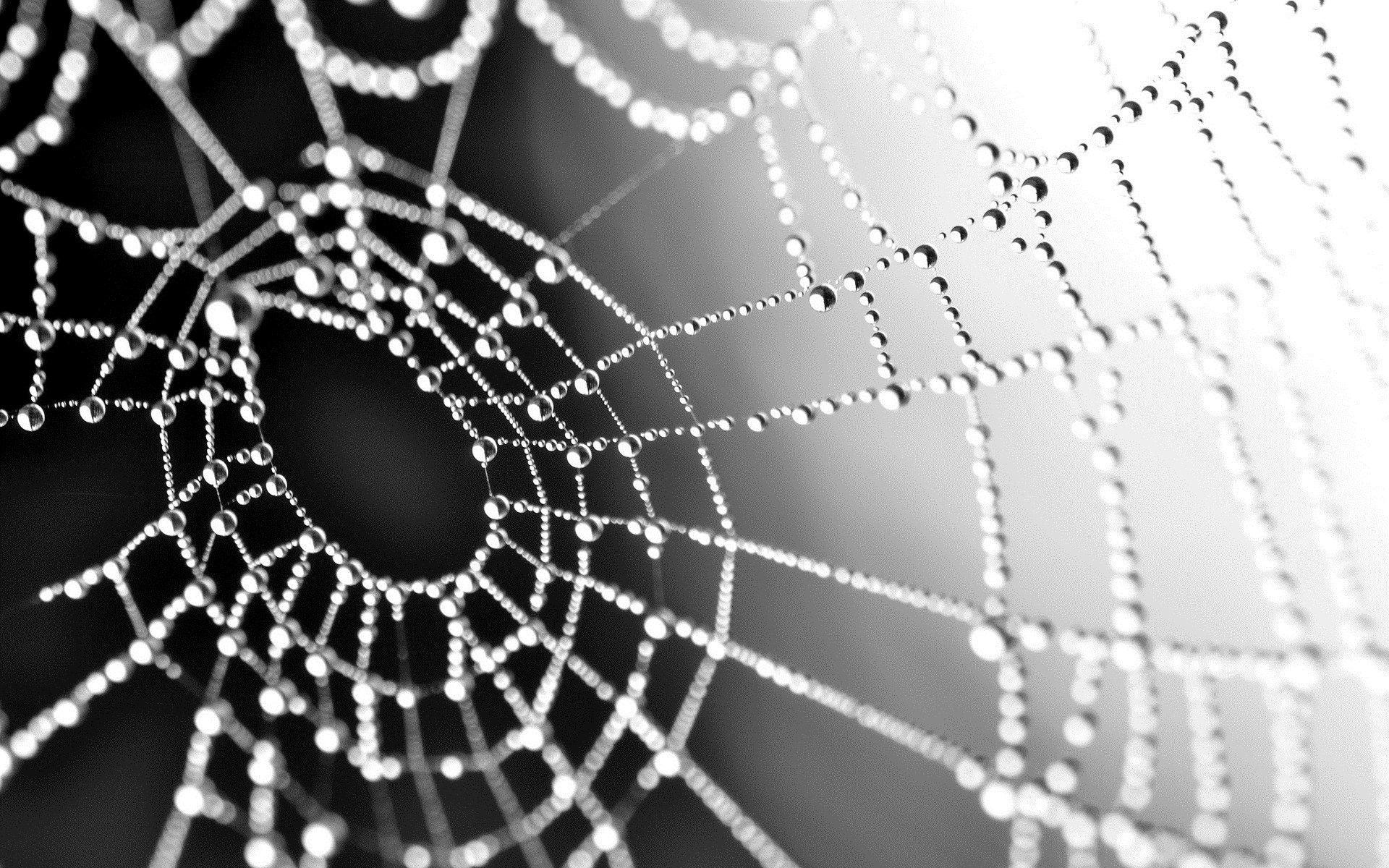 spiderweb water droplets wide HD wallpaper