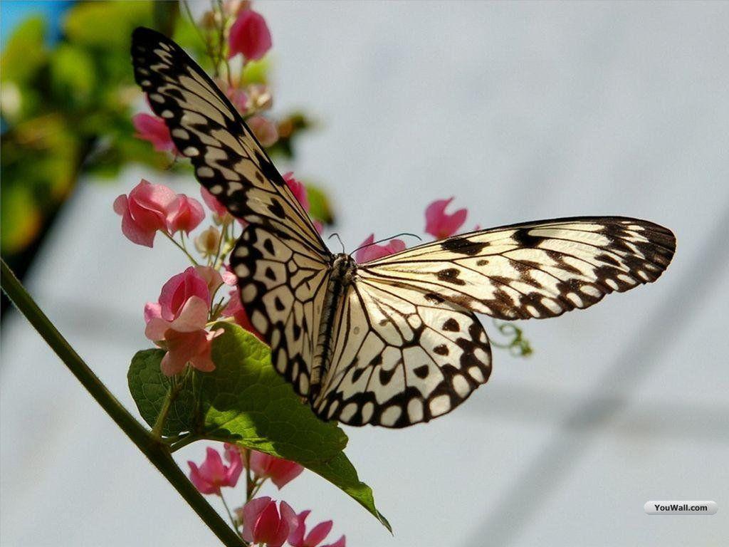 Butterfly Wallpapers Desktop - Wallpaper Cave