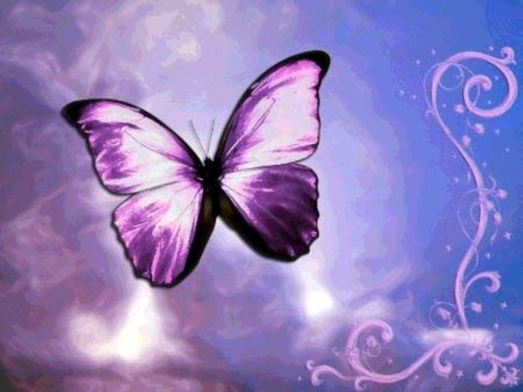 Wallpaper For > Purple Rose Butterfly Background