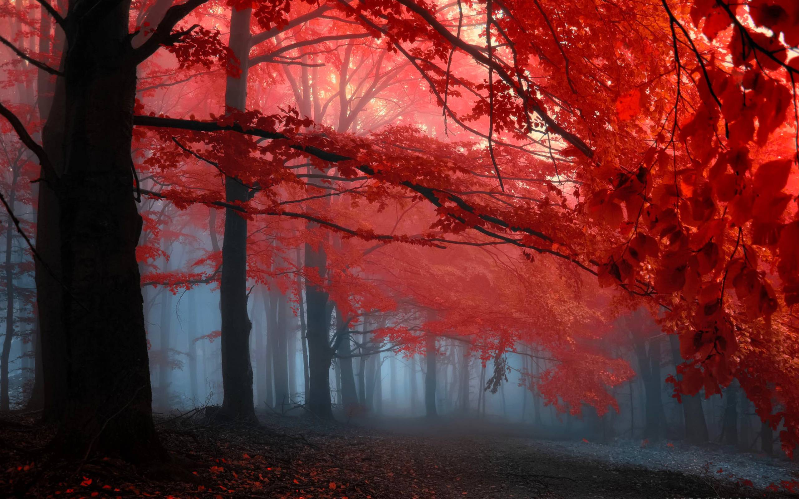 image For > Red Leaves Wallpaper
