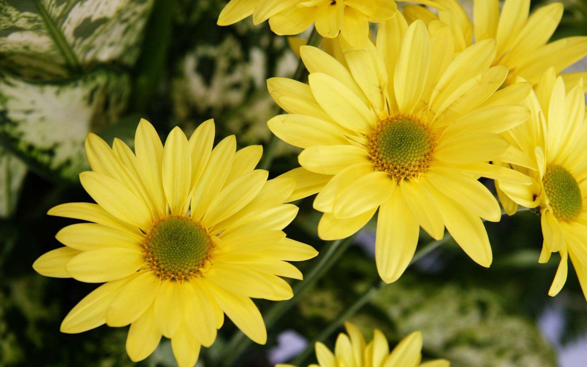 Yellow Color Flowers Wallpaper