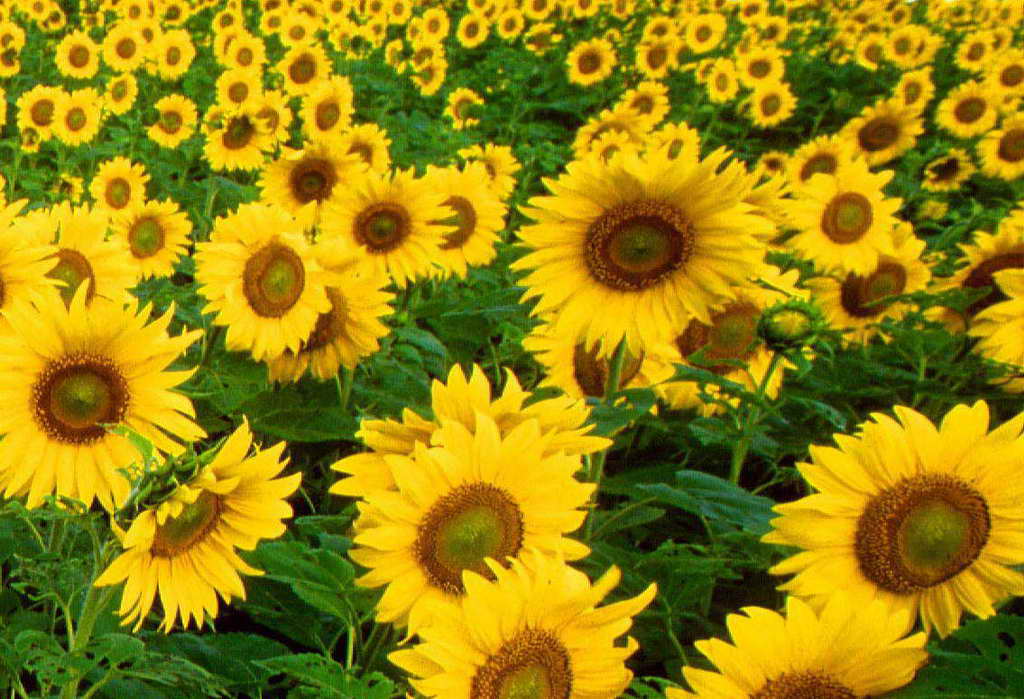 Simple Sunflower Wallpaper HD Desktop Wallpaper 2014
