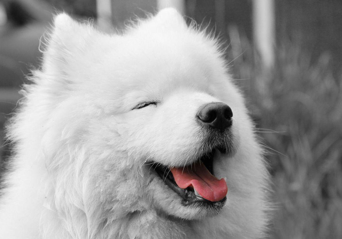 Happy Samoyed dog photo and wallpaper. Beautiful Happy Samoyed dog