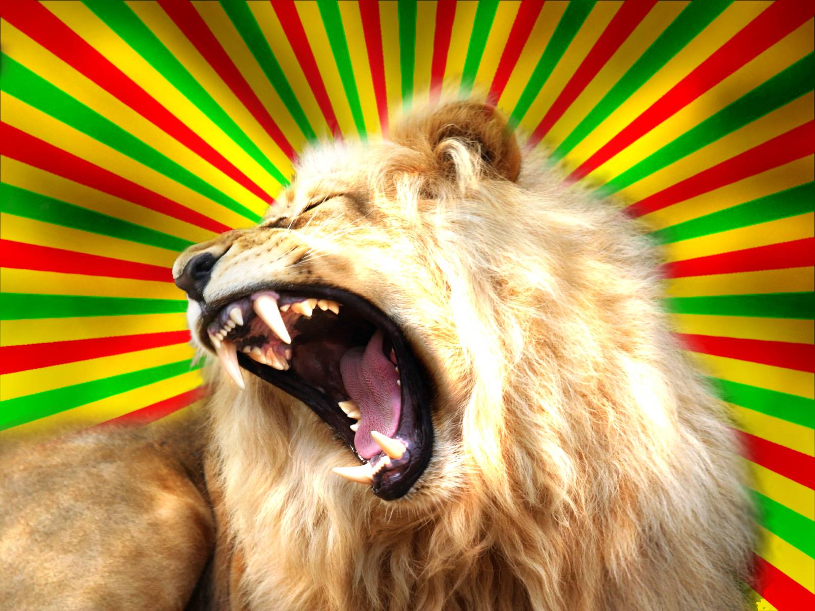 Lion Rasta Wallpaper