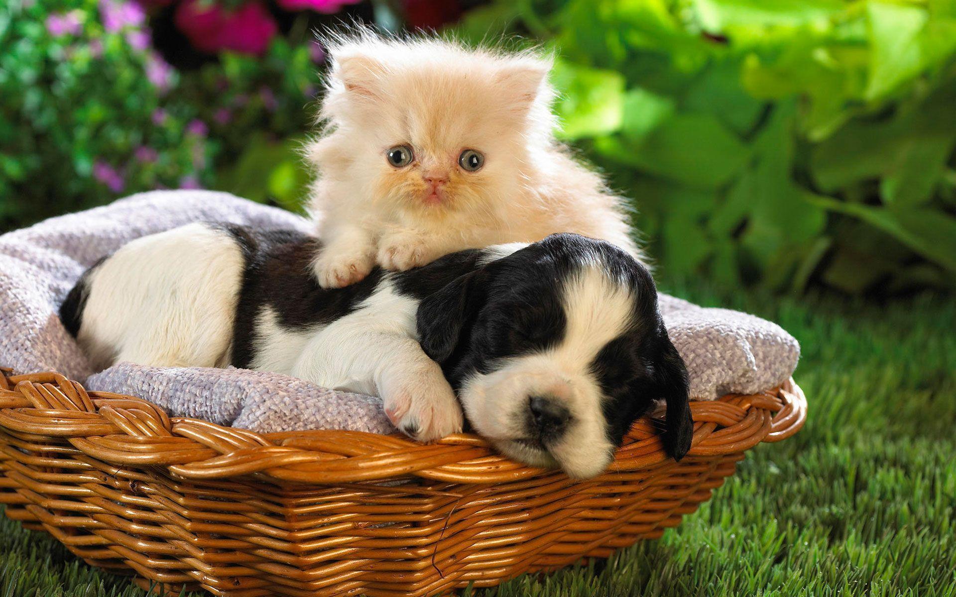 Dog and Cat in Basket Wallpaper
