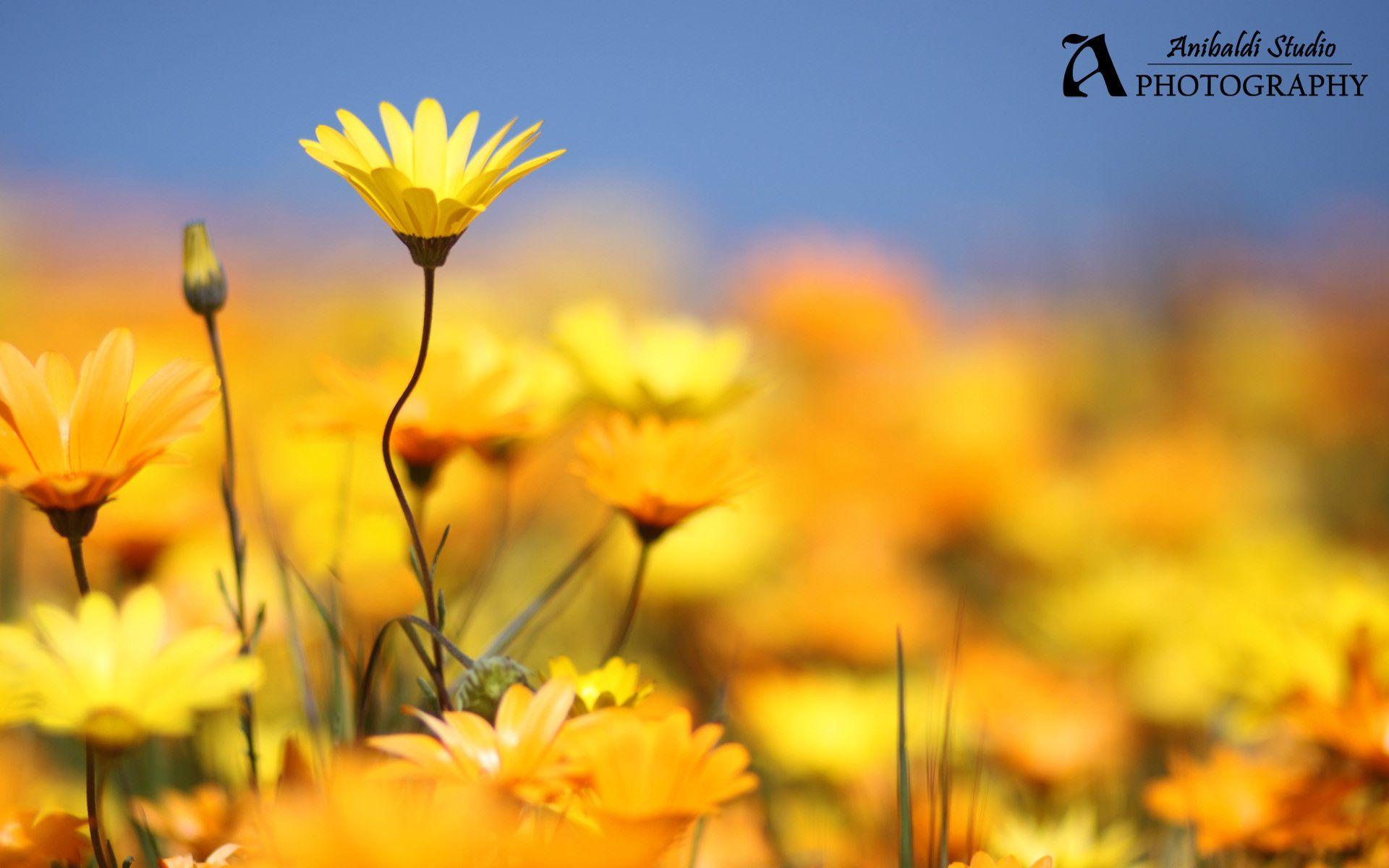 Trends For > Yellow Spring Flowers Background