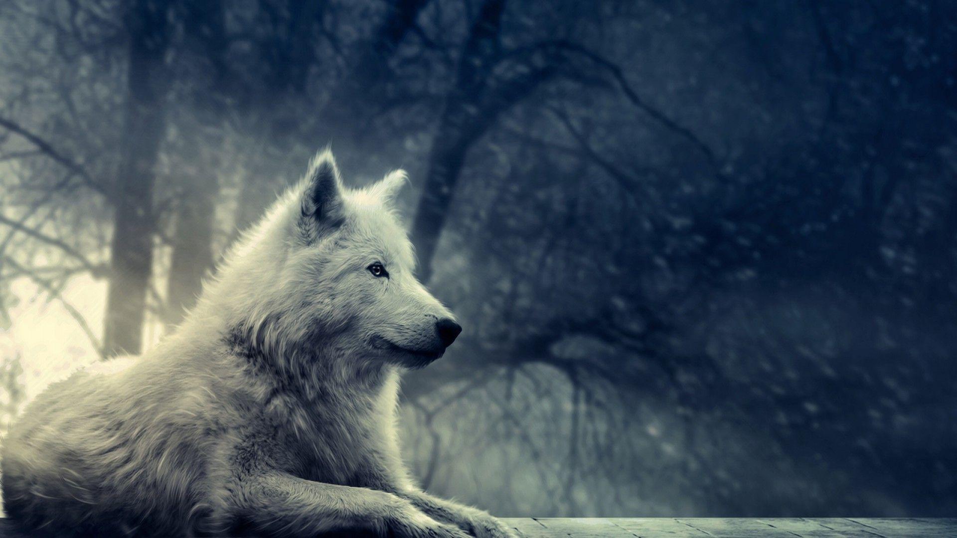 Wallpaper For > White Wolf Wallpaper HD