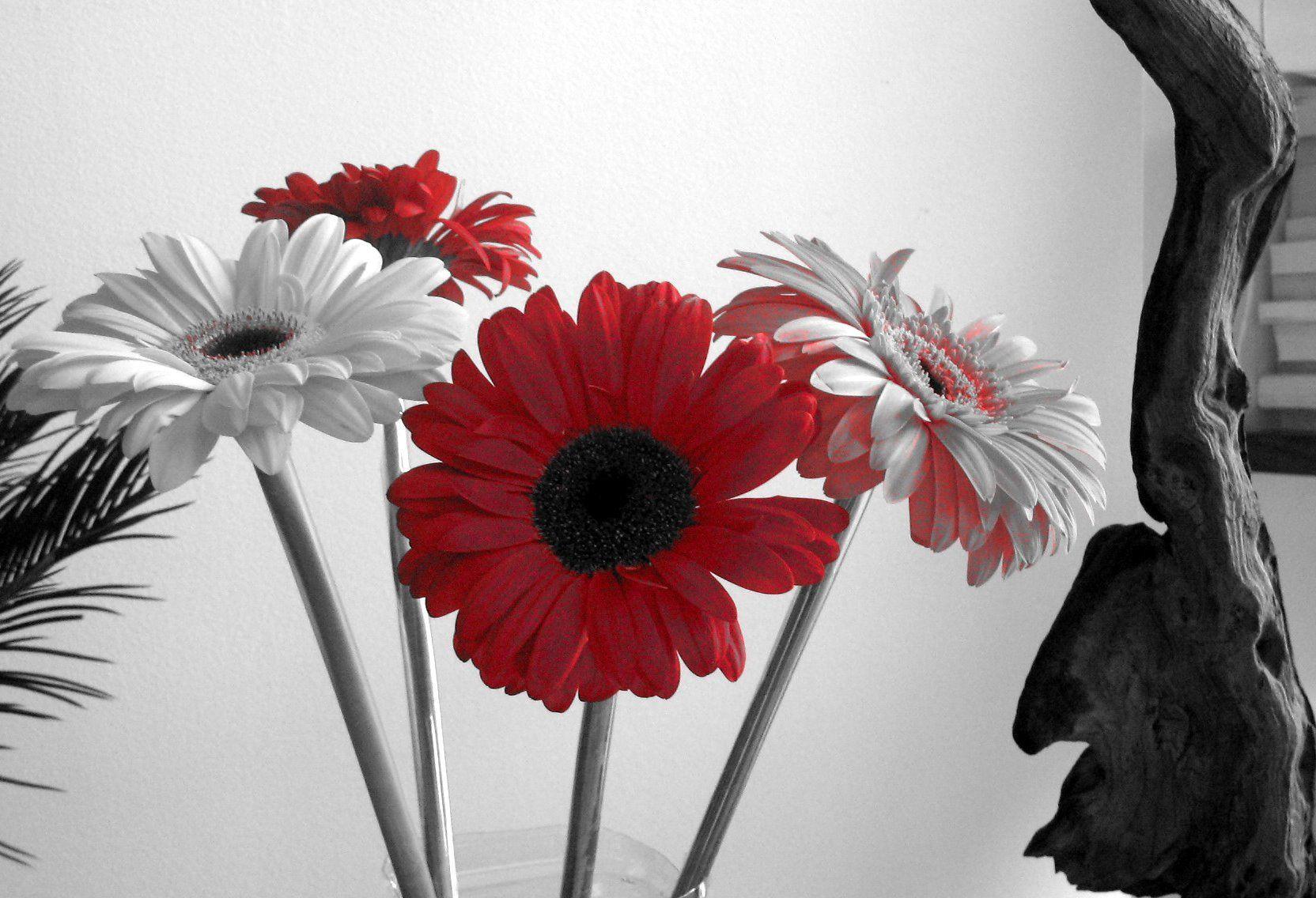 Desktop HD red white and black wallpaper