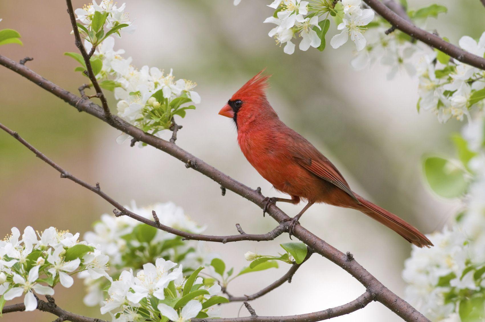 Cardinal Bird Wallpapers - Wallpaper Cave