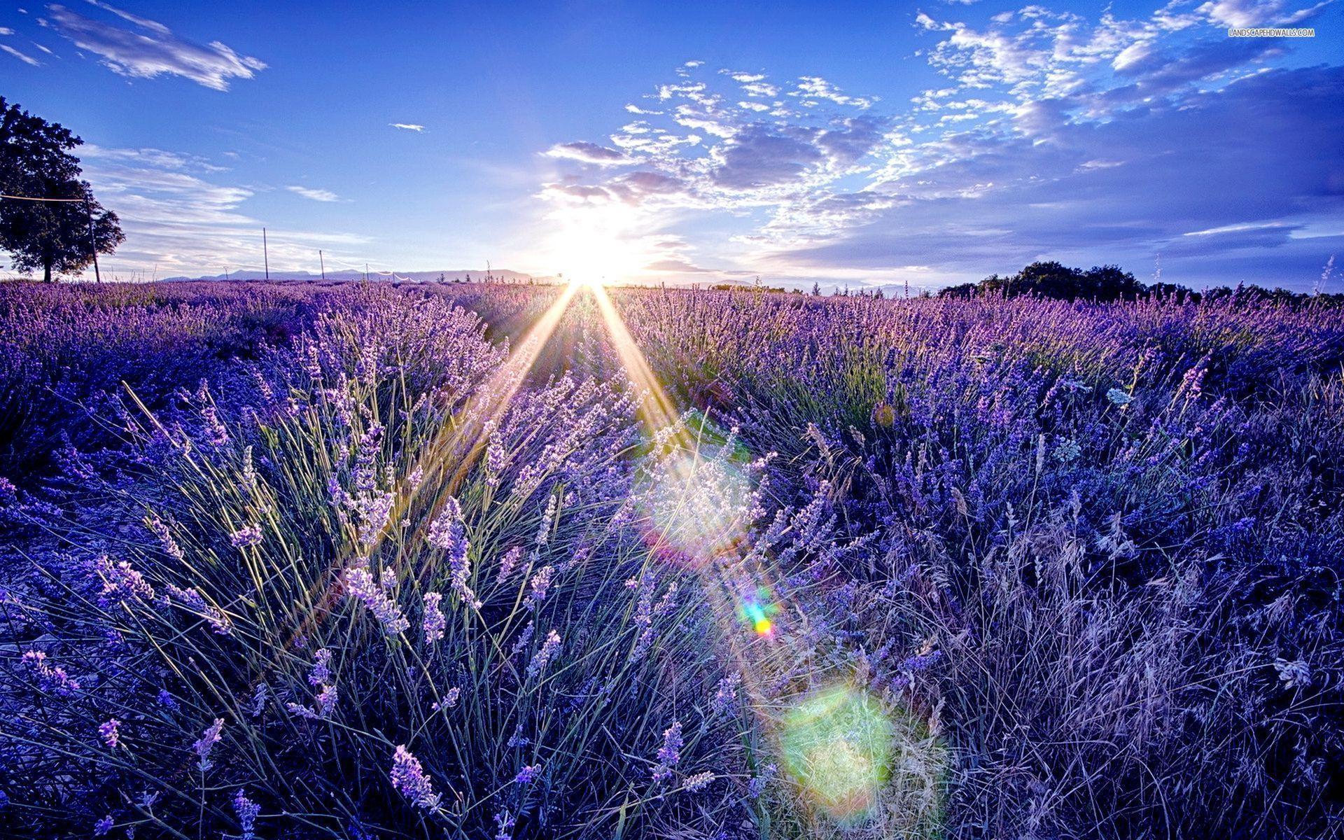 Summer morning shine on the lavender field wallpaper #