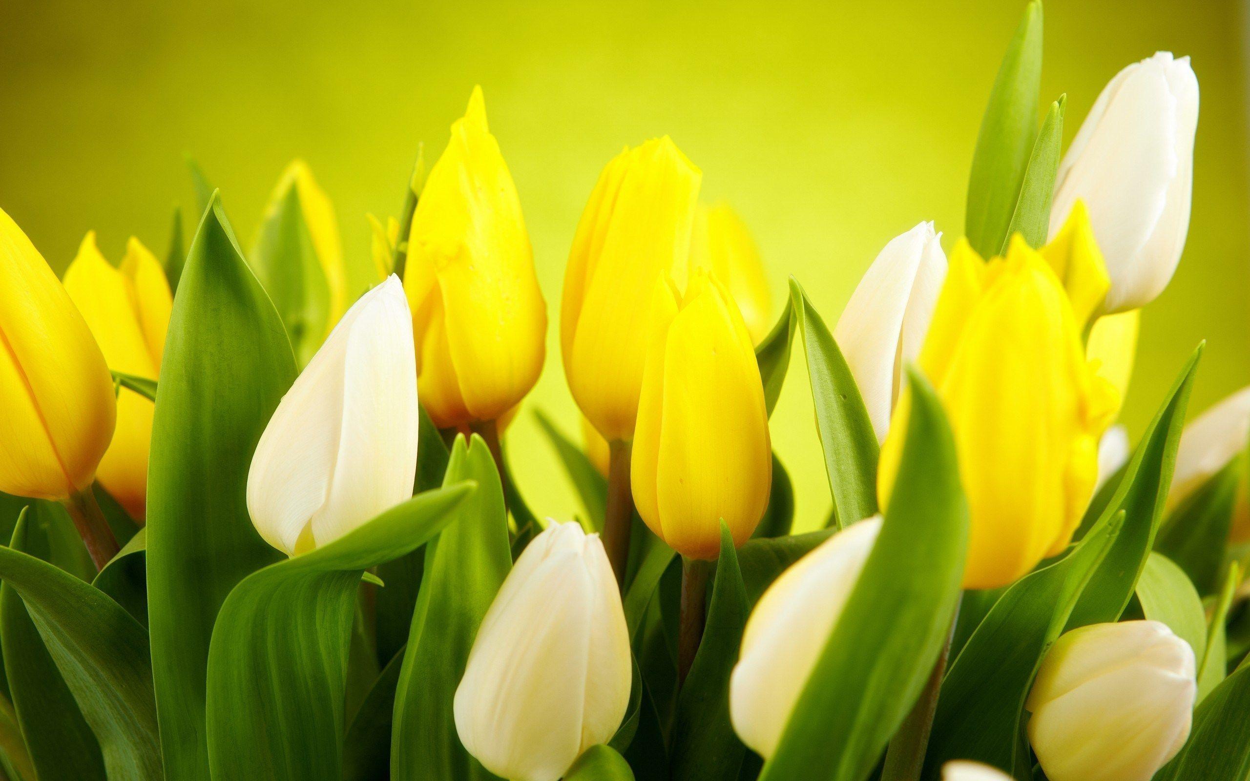 Yellow and White Flowers Wallpaper 16783 2560x1600 px