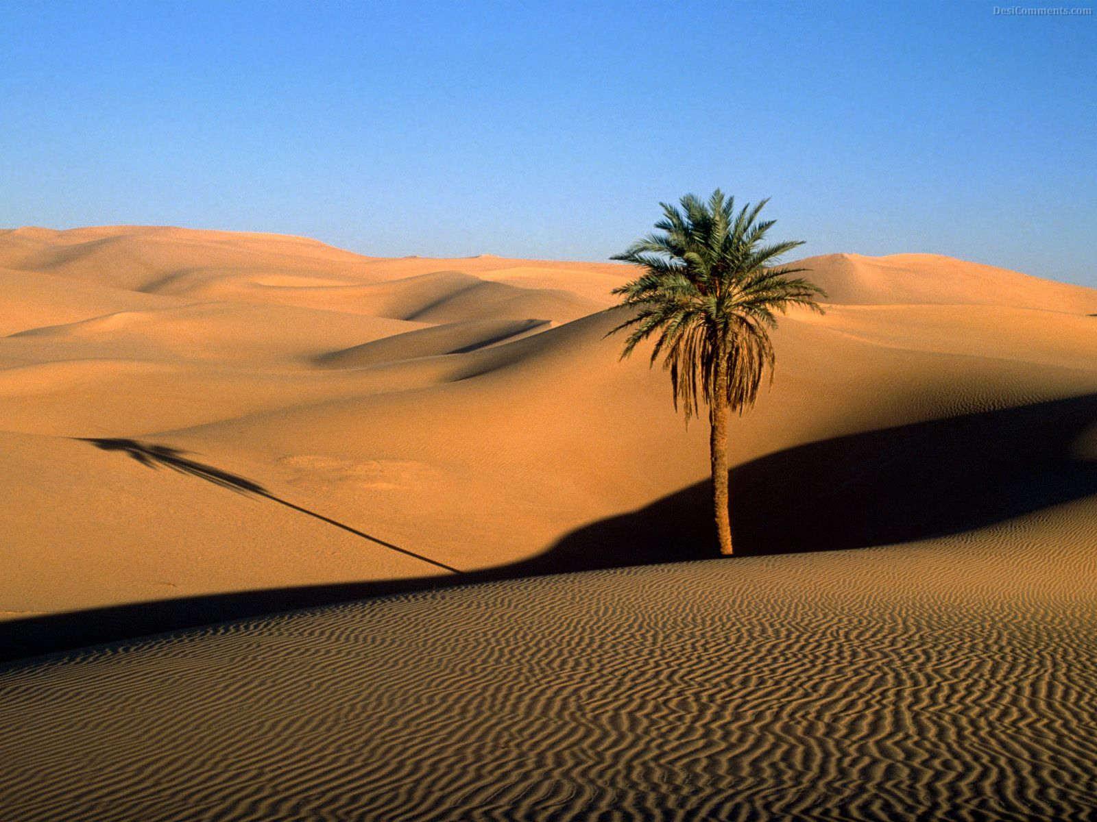 Desert Wallpaper #