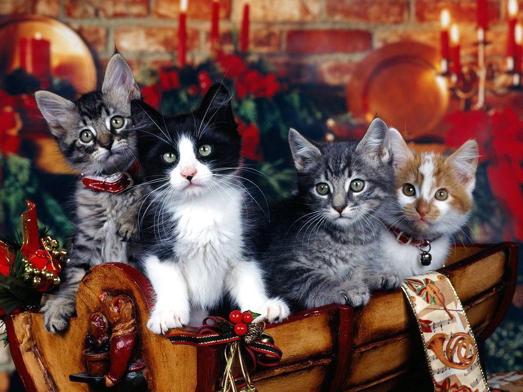 Christmas Kittens in Basket. Photo and Desktop Wallpaper