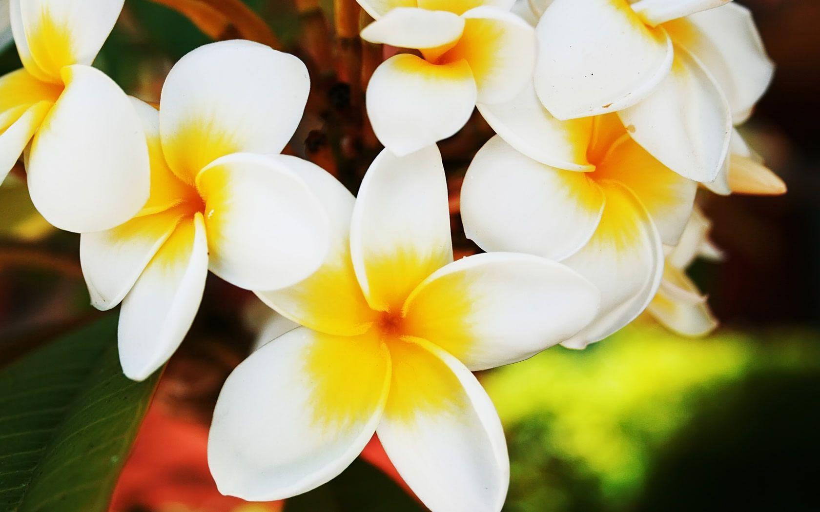 Hawaiian Flowers Wallpaper and Background