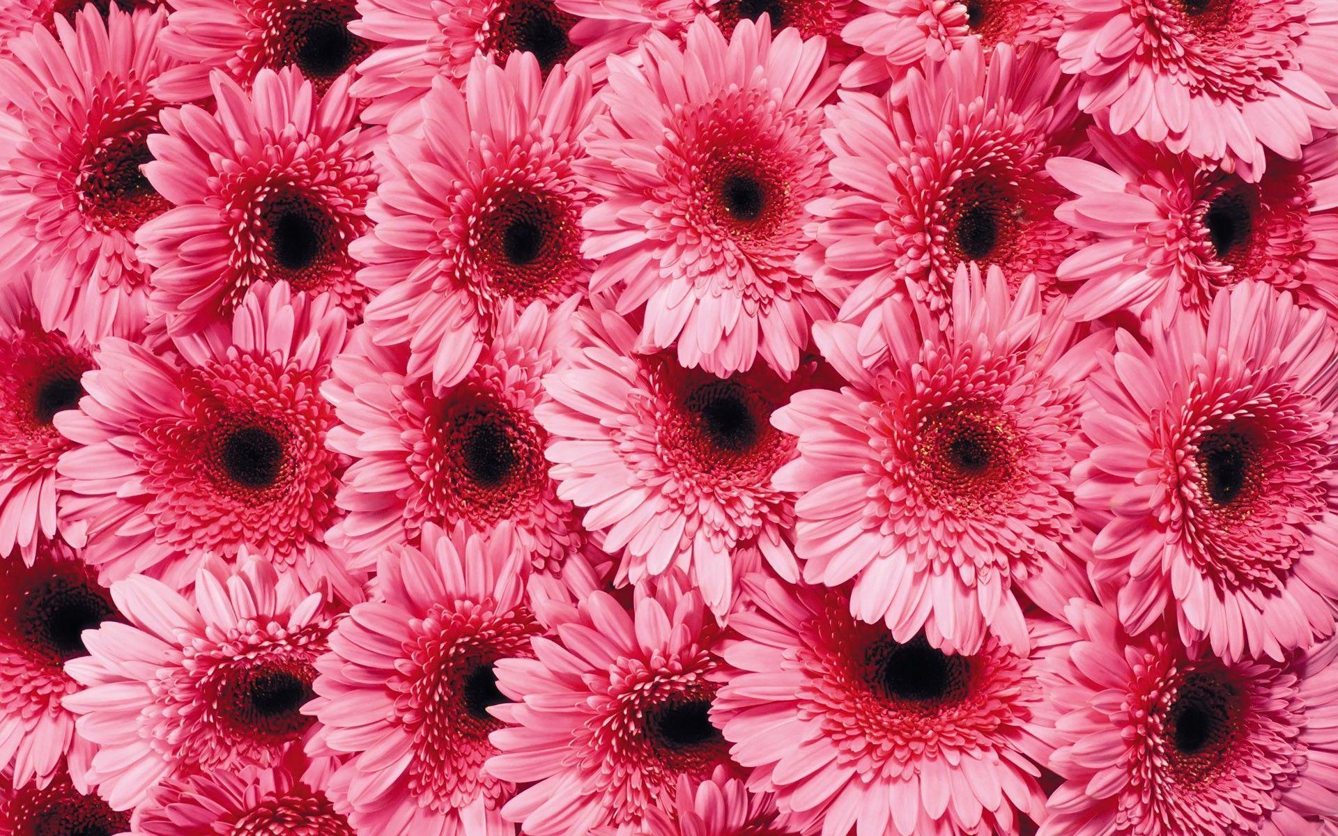 Flowers For > Pink Gerbera Daisy Wallpaper