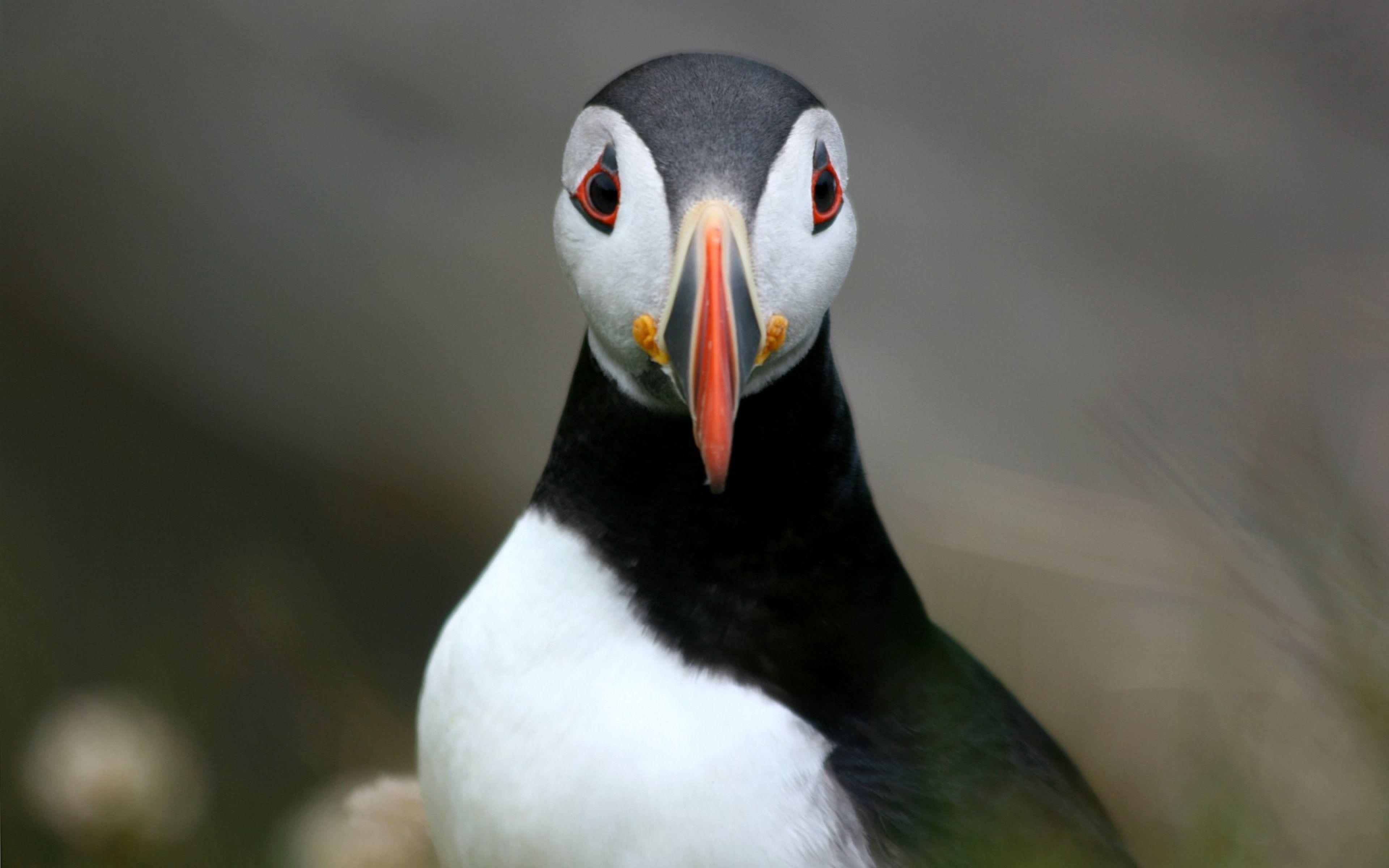 puffin wallpapers wallpaper cave puffin wallpapers wallpaper cave