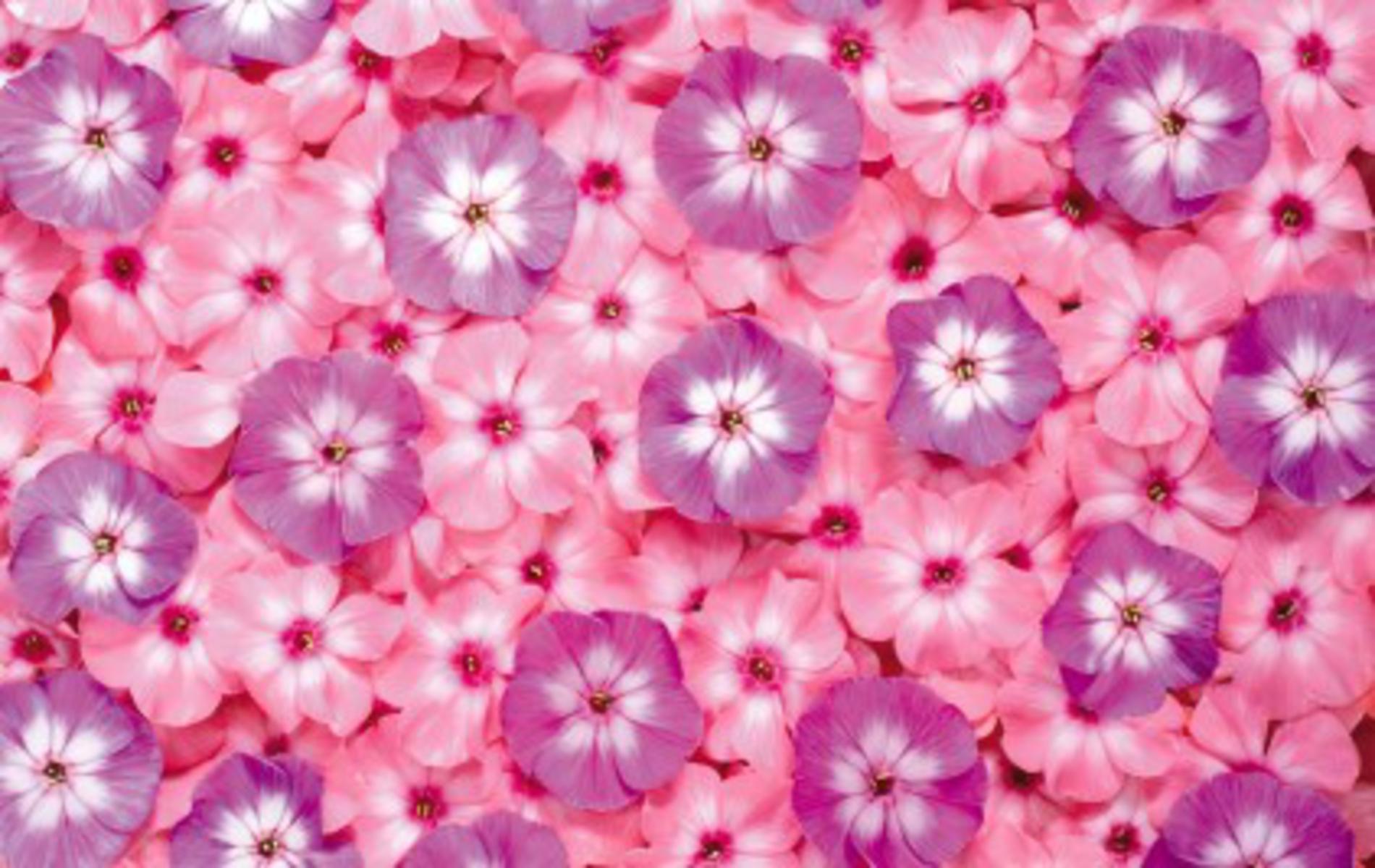 sweet cute flowers free background