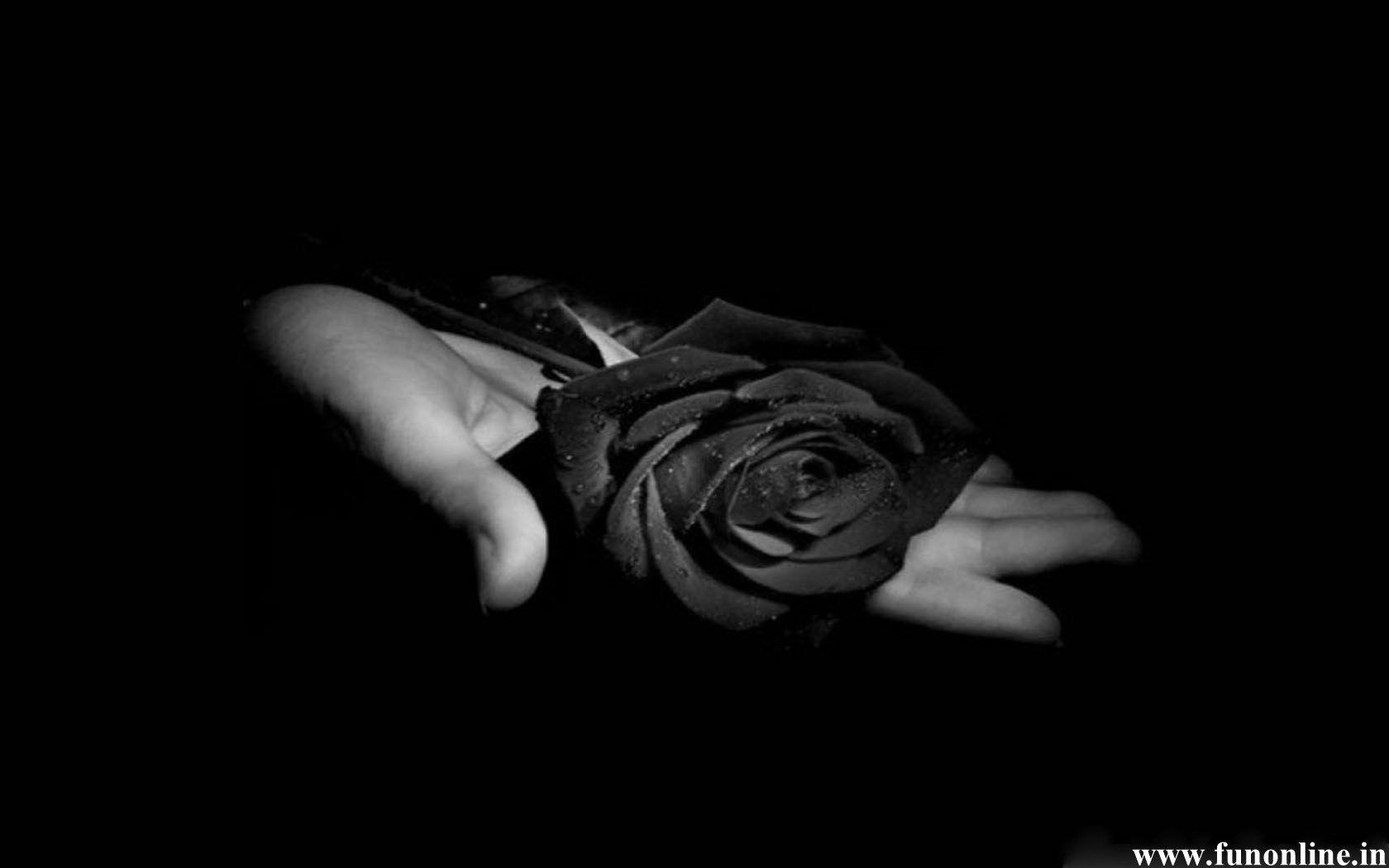 Black Rose Wallpapers - Wallpaper Cave