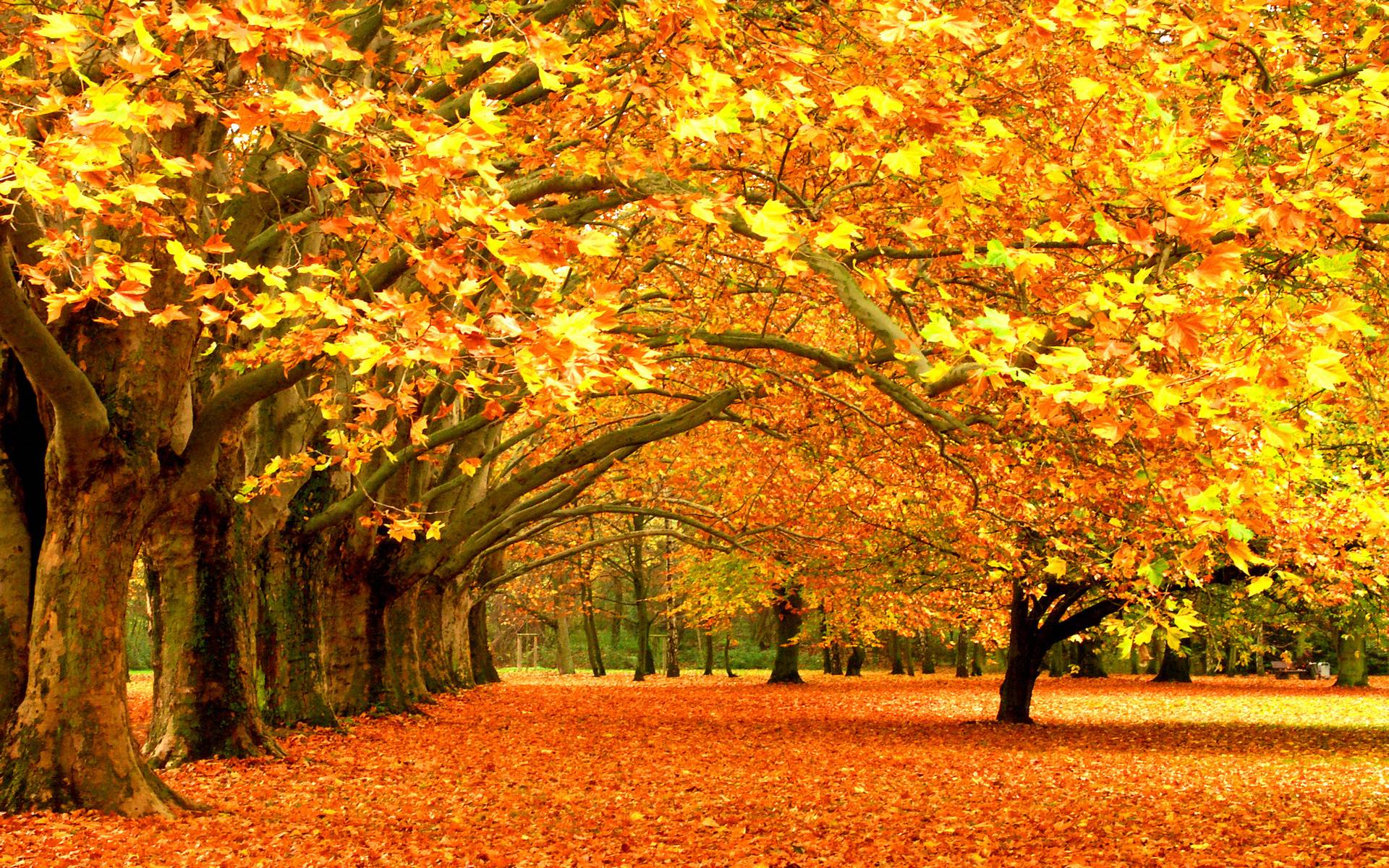 Wallpaper For > Autumn Trees Scenery Wallpaper