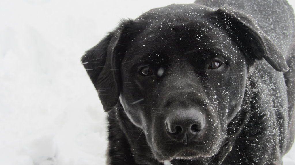 Lab In The Snow By Black Labrador