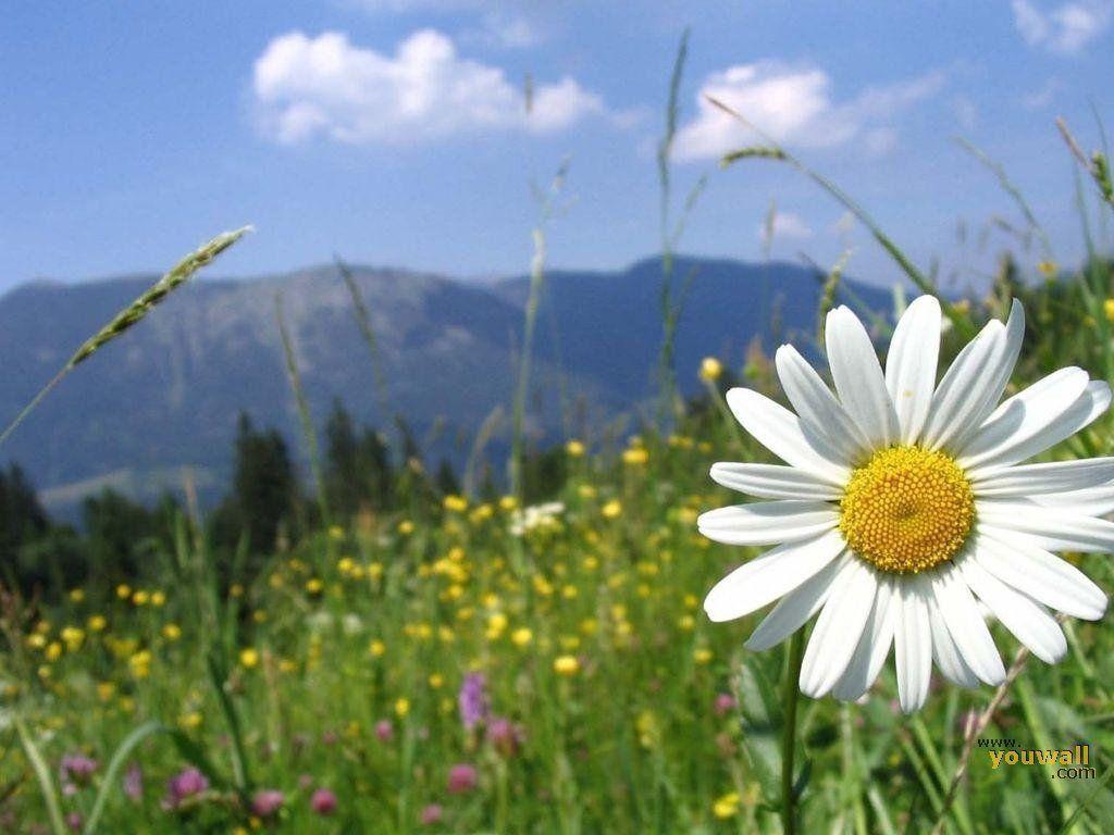 cool daisies wallpaper Search Engine