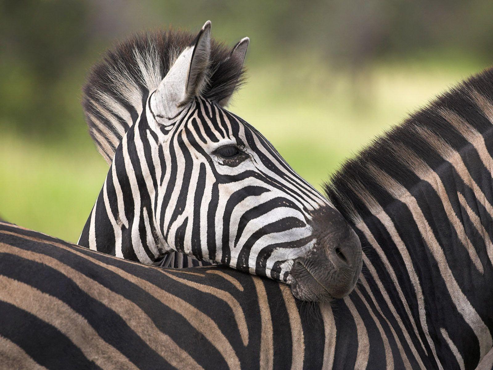 Zebra Picture « Animal Spot